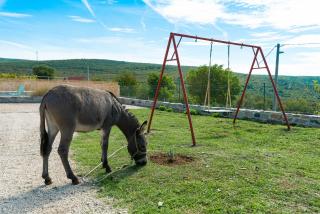 Dalmatian country house Irena - Bruška - 1