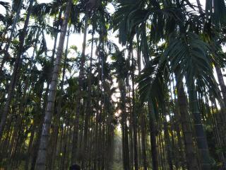 Tangumane ತಂಗುಮನೆ - 3