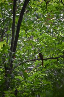 Tangumane ತಂಗುಮನೆ - 4