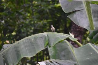 Tangumane ತಂಗುಮನೆ - 5