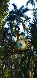 Tangumane ತಂಗುಮನೆ - 7