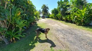Herons Reef Holiday Apartments - Rarotonga - 9