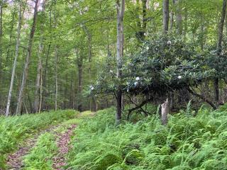 Historic Sears River Home (Main Level) on 10 Acres - 4