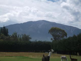 Wacky Stays - unique farm-stay glamping rentals, FREE animal feeding tours - Kaikoura - 7