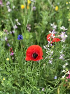 Gästehaus Wiesegg - 9