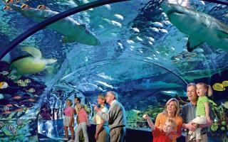 22 in Gatlinburg! Free tickets to Dollywood & more! Resort Pool - 6