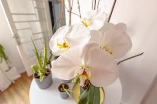 First Hostel Bucur 21 - 5