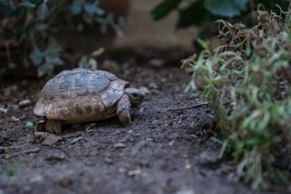 Luxury stay with garden, US embassy - 5