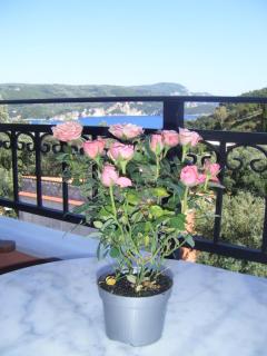 Paradise Apartments - Paleokastritsa - 7