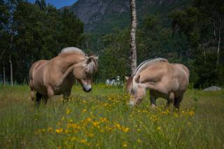 Olden Glamping - One with nature - Stryn - 6