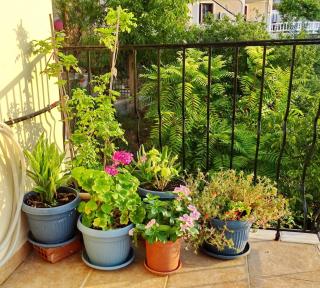 Marchie's Place - Spacious one bedroom apartment for rent on Skopelos Island - Skopelos - 3