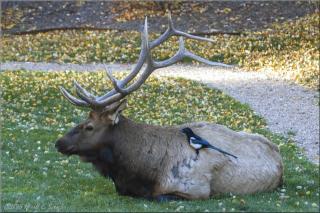 Fawn Valley Inn- 253 apts - 2