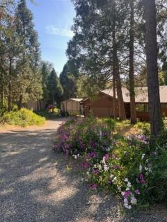 Ponderosa Creekside Retreat - Mariposa - 1