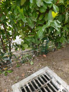 Le Nid Savoyard - Faverges - 9
