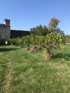 Loft + 2 chambres château Gourdet - Bourg-sur-Gironde - 7