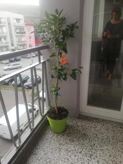 Apartman Radanović - Foča - 5