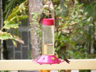 Hummingbird House Panama - Los Altos de Cerro Azul - 4