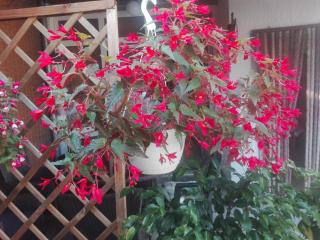Dalmati house - Brodarica - 3