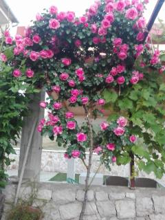 Dalmati house - Brodarica - 4