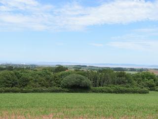Primrose-Uk34614 - Nether Stowey - 9