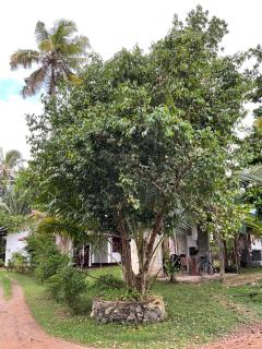 Bird Villa - Galle - 8