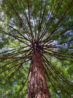 ~* The Spectacular Spyglass Treehouse *~ - Occidental - 4