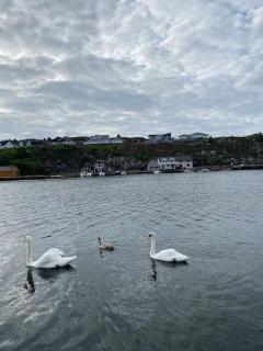 Flott rorbu på idylliske Langevåg/Bømlo - 2