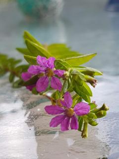 Jasmine - Morfi Village - Exopoli - 7