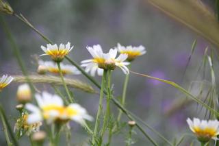 Jasmine - Morfi Village - 5