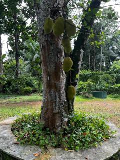 Vegan Nature Resort - Beruwala - 4