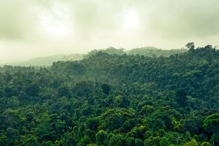 Ruhija Gorilla Guest House - Kabale - 1