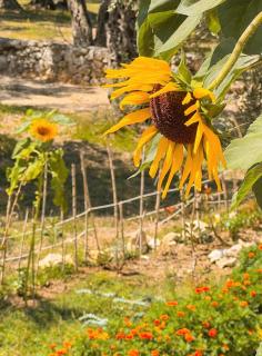 Mawa Cottage - Ulcinj - 5