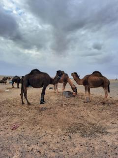 Merzouga starlit desert camp - 6