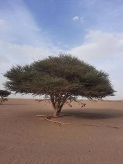 Merzouga starlit desert camp - 1