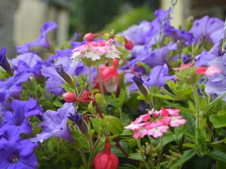 Windbury Cottage - Bideford - 1