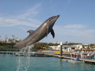 BBQ可能 美ら海水族館まで5分 最大11名宿泊可能 Emerald Side3 - Urasaki - 5