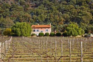 Talits Estate Vineyard - Broke - 8