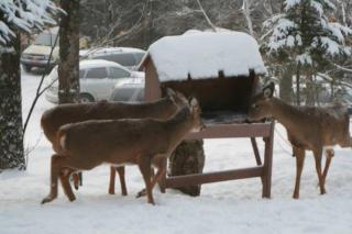 2 bdrm Tremblant Haven-pets & spa-walk/ski to hill - 4