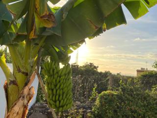 Un Paraiso En Tenerife - 7
