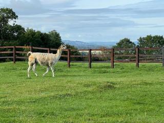 Spacious Cottage in Idyllic Spot - Fenny Compton - 4