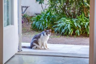 Romantic Place with Pines, Cats, Stunning View and Parking - Nápoles - 2