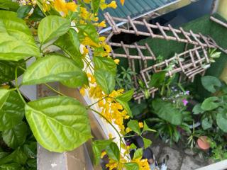 SEVEN HOMESTAY(HUE) - Hue - 7
