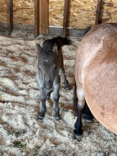 Rustic Farm meadow stay - Temecula - 8