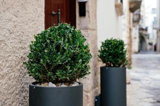 Bed and Breakfast Le Foglie - Altamura - 5
