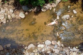 เดอะริเวอร์ แม่กำปอง The River Maekampong Chiang Mai - Ban Pok Nai - 7