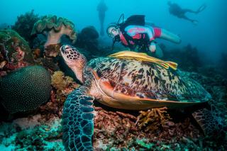 Scuba Republic Beach Bungalows - 9