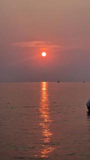 Corallo Neroo - Milazzo - 9