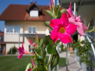 Obst- Und Ferienhof Witzigmann - 7