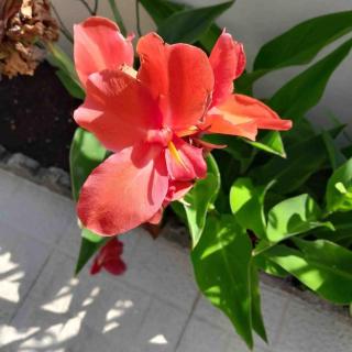 Paradise House - Apartment in Villa with private pool and private garden - Abrantes - 7