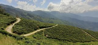 Rajbari Farms - Darjeeling - 6